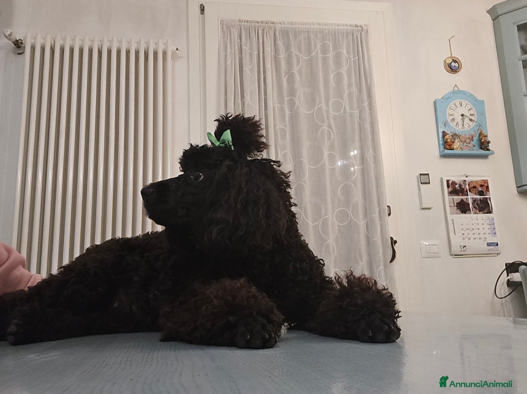 Barboncino cani in vendita: BARBONCINO NANO - Annuncio 11