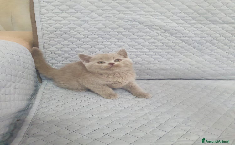 Scottish gatti a Provincia di Frosinone - Annuncio 5