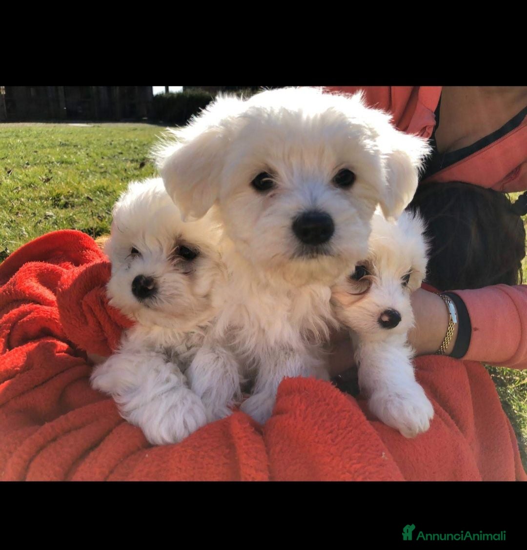 Maltese cani Cuccioli maltese  - Annuncio 3