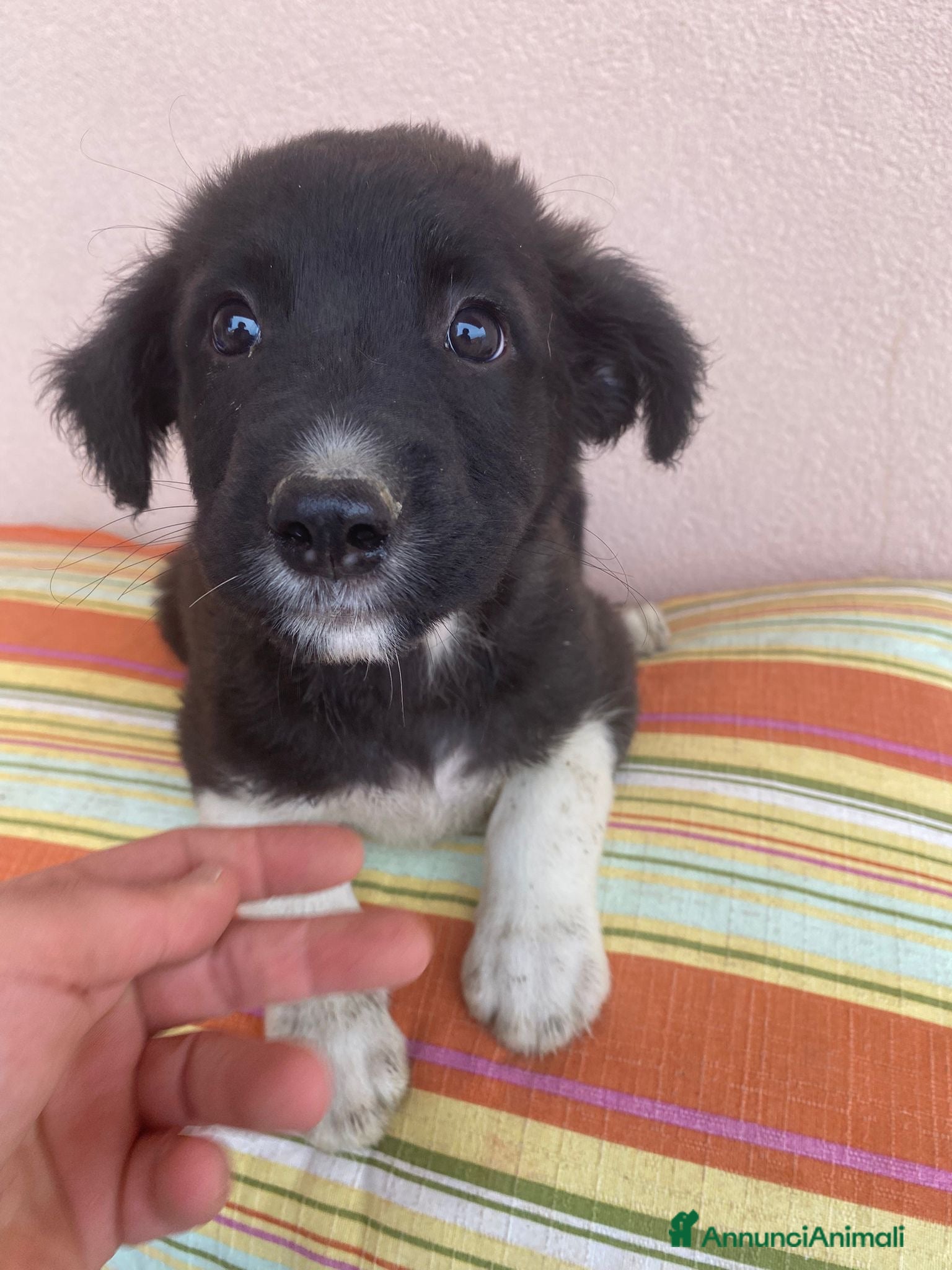 Meticcio cani Dante meraviglioso cucciolo a pelo lungo  - Annuncio 10