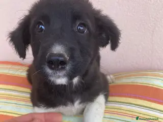 Meticcio cani Dante meraviglioso cucciolo a pelo lungo - Annuncio 10