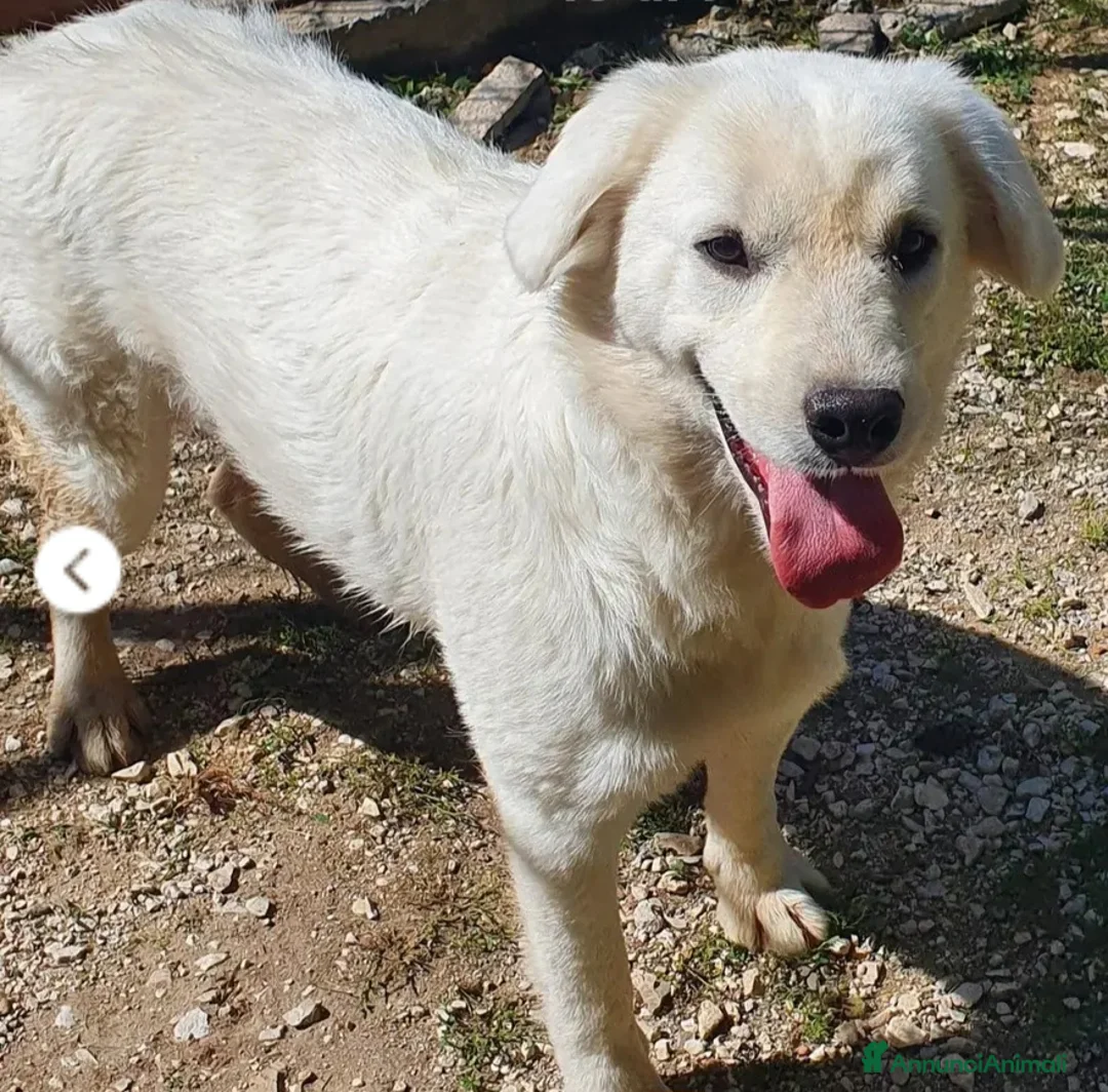 Meticcio cani in regalo: Bianca 8mesi tg media cresce in canile.MOLISE SOS  - Annuncio 2