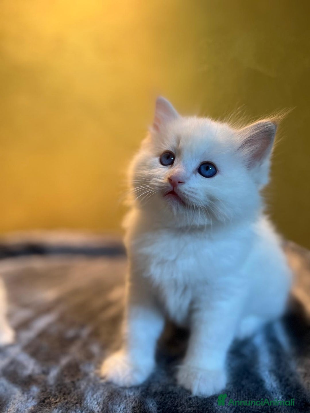 Immagine della galleria {{count}}