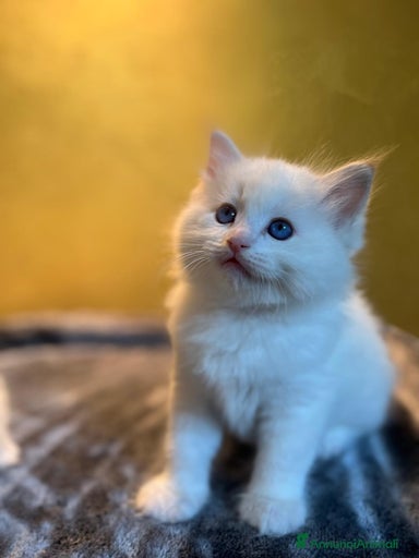 Immagine della galleria {{count}}