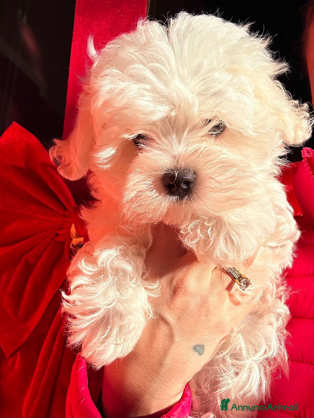 Maltese cani in vendita: Cuccioli di maltese con pedigree ENCI  - Annuncio 12