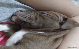 Pitbull cani in vendita: PITBULL a Città Metropolitana di Torino - Immagine 6