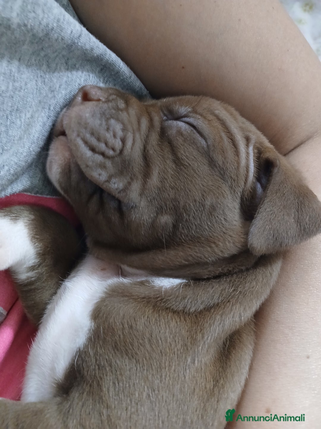 Pitbull cani in vendita: PITBULL a Città Metropolitana di Torino - Immagine 6