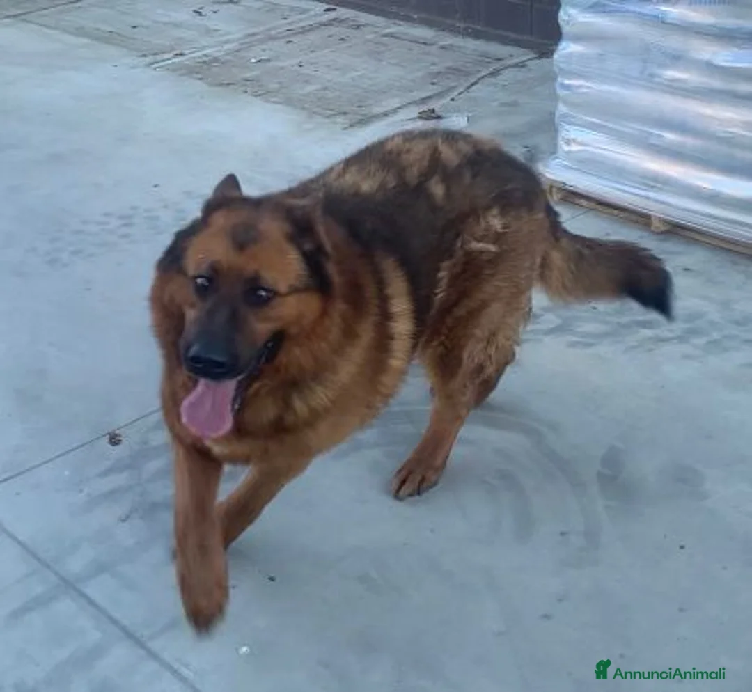 Meticcio cani in regalo: CAGNOLINI TAGLIA GRANDE a Provincia di Piacenza - Annuncio 2