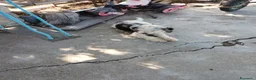 Lagotto cani in vendita: Due Lagotti bicolore di 1 Anno con Microchip a Provincia di Matera - Annuncio 2