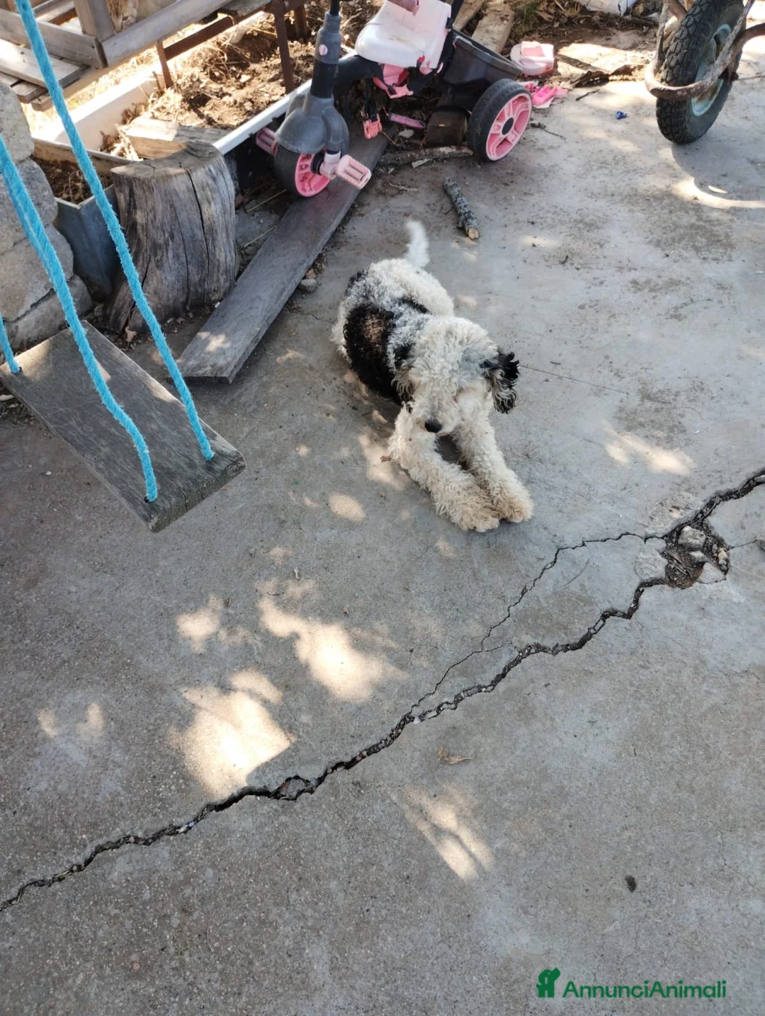 Lagotto cani in vendita: Due Lagotti bicolore di 1 Anno con Microchip a Provincia di Matera - Annuncio 2