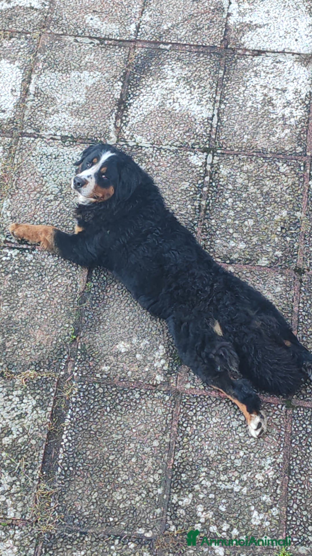 Bovaro del Bernese cani per accoppiamento: Bovaro del Bernese per accoppiamento - Annuncio 2