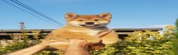 Shiba Inu cani in vendita: Ultimo cucciolo maschio shiba inu pedigree Enci  - Annuncio 5