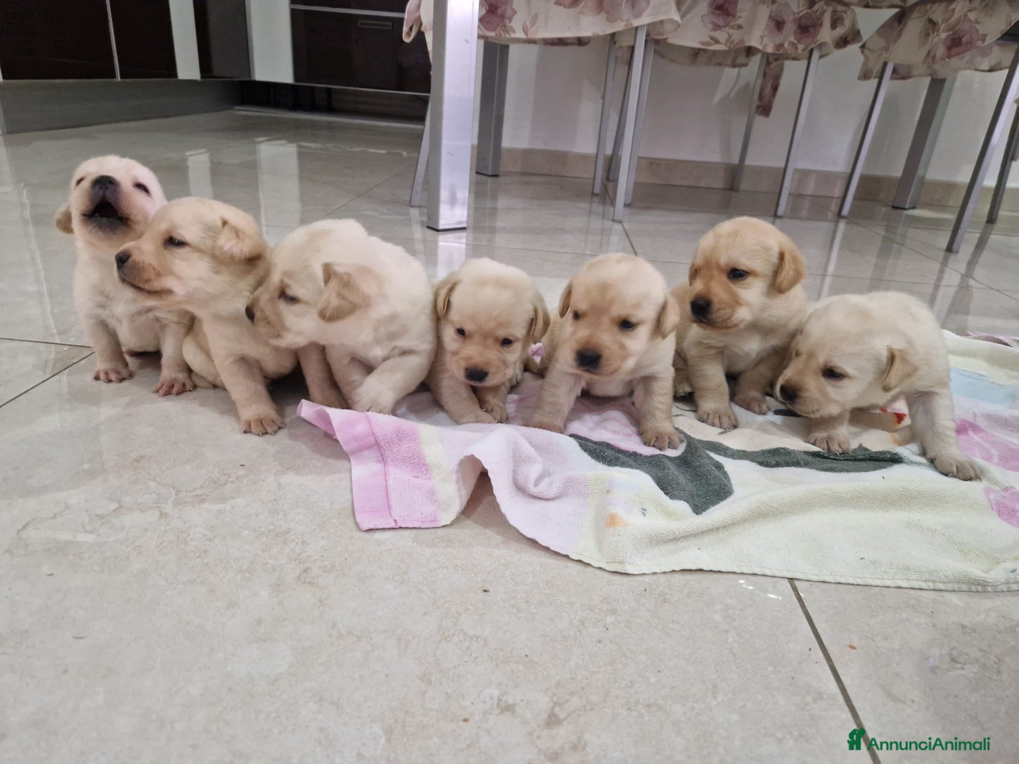 Labrador cani Cuccioli di Labrador retriever con pedigree ENCI - Annuncio 2