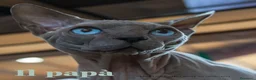 Sphynx gatti in vendita: Cuccioli Sphynx - Annuncio 3