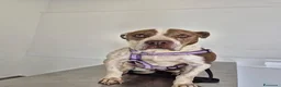 Pitbull cani in regalo: ADOZ.DEL💔: terminale,non ha mai avuto ,è sola a - Annuncio 3
