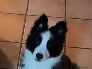 Border Collie cani Cucciolo Border collie - Annuncio 1