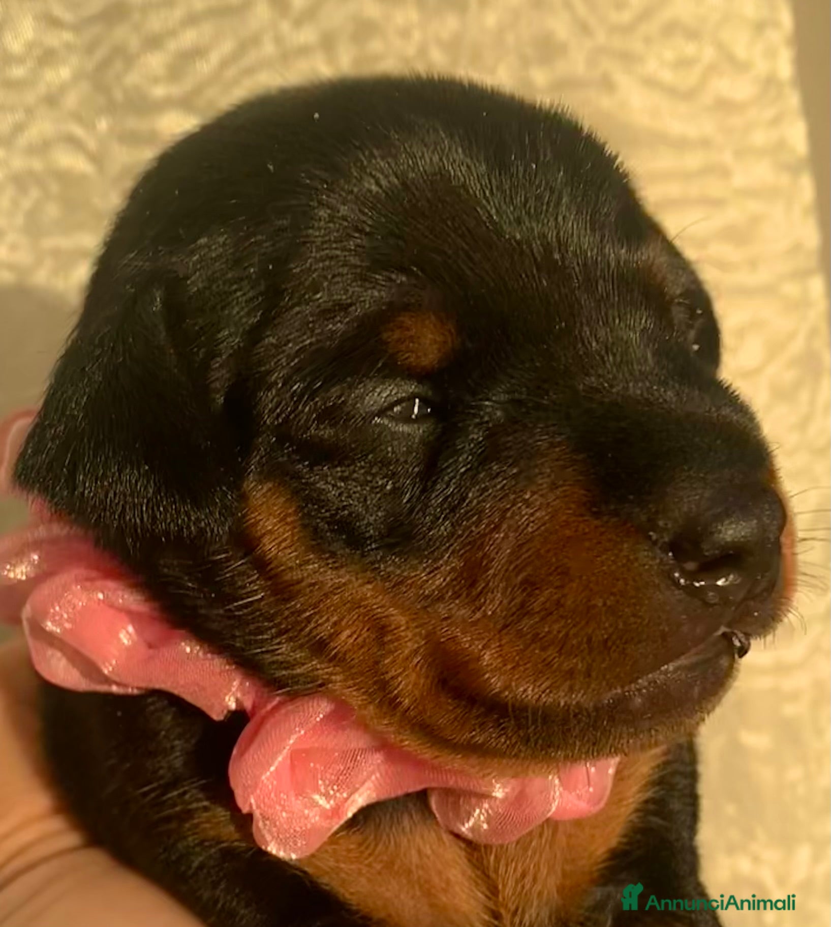 Pinscher Miniatura cani Pinscher nano  - Annuncio 2