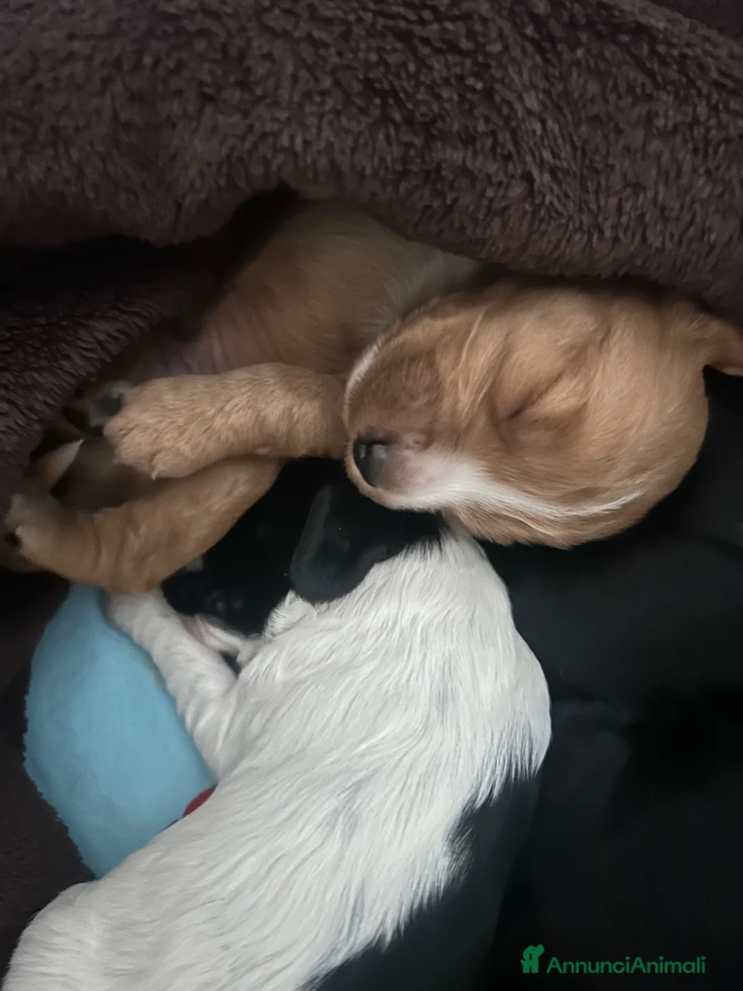 Cocker cani in vendita: Cuccioli Cocker Spaniel - Annuncio 5