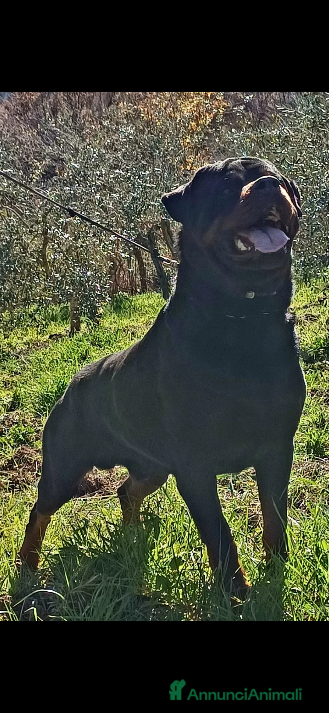 Rottweiler cani per accoppiamento: Rottweiler - Annuncio 7