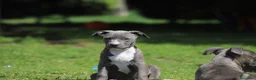 Pitbull cani in vendita: Cuccioli Pit Bull pronta consegna anche a rate - Annuncio 26