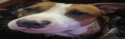 American Staffordshire cani in vendita: Amstaff ultimi due cuccioli  - Annuncio 4