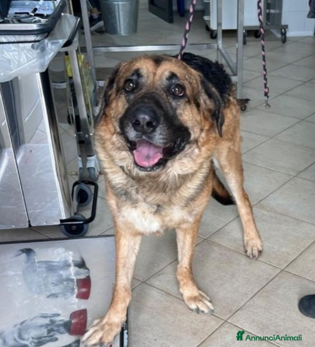 Pastore Tedesco cani in regalo: Pastore 3anni TRASLOCANO E LO MOLLANO IN CASA!!SUD - Annuncio 2