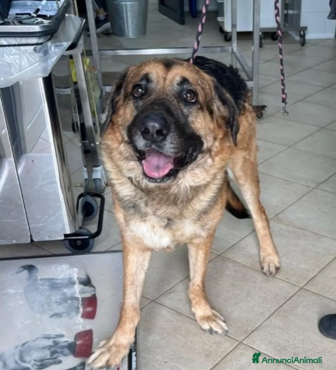 Pastore Tedesco cani in regalo: Pastore 3anni TRASLOCANO E LO MOLLANO IN CASA!!SUD - Annuncio 2