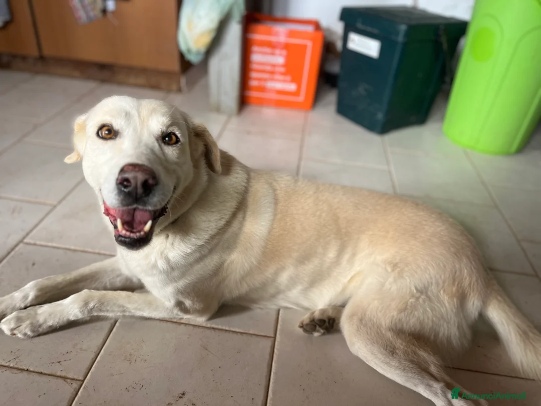 Meticcio cani in regalo: Adozione del cuore per stella. - Annuncio 6