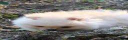 Volpino Pomerania cani in vendita: Volpino di Pomerania  - Annuncio 3