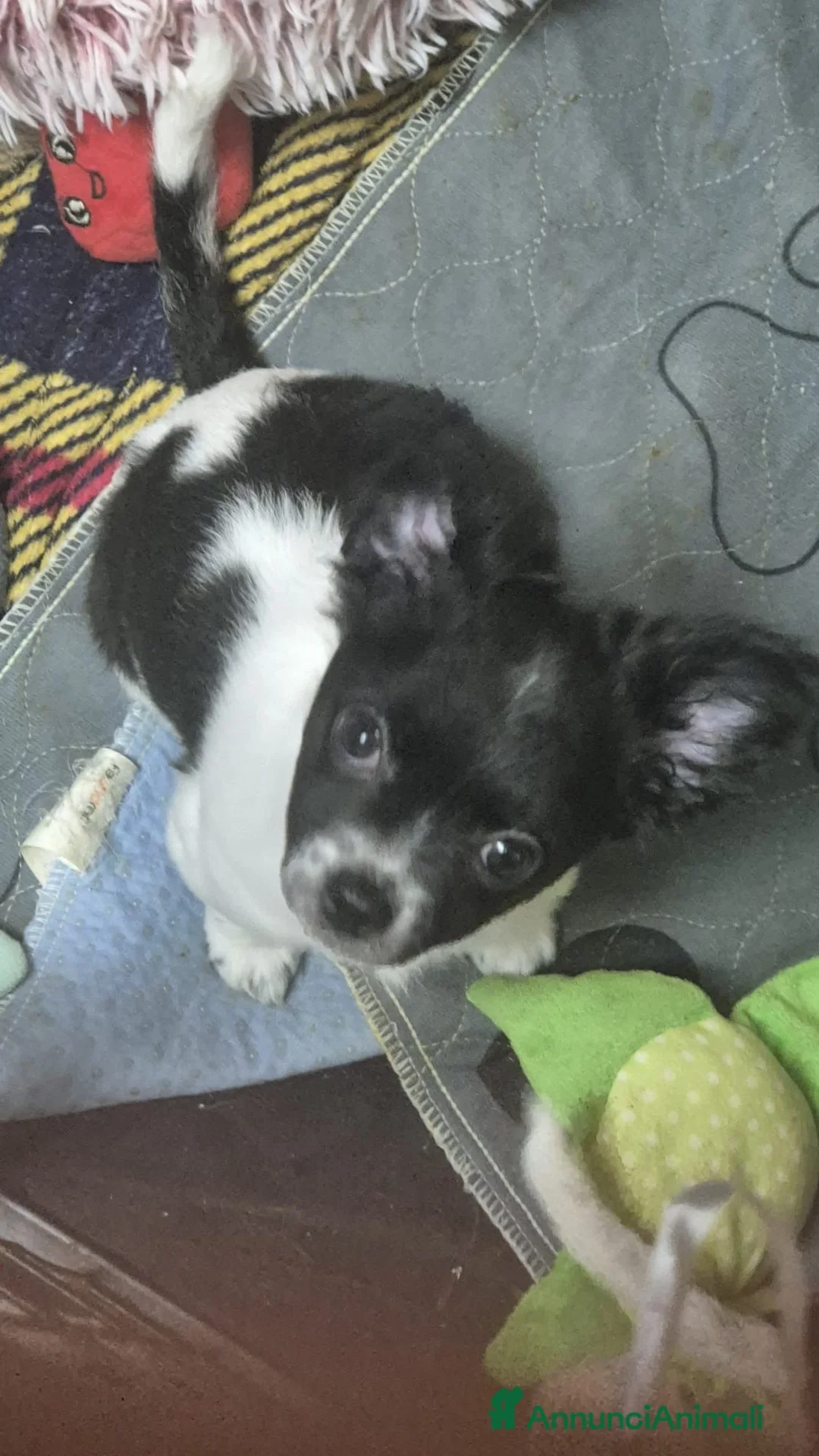 Chihuahua cani in vendita: Chihuahua femmina nata a metà gennaio, di 5 mesi - Annuncio 1