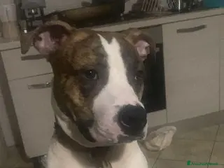 Pitbull cani TIGRO giovane splendido tigratino - Annuncio 19