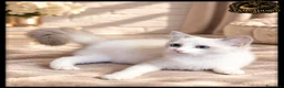 Ragdoll gatti in vendita: Ragdoll femmina con pedegree  a Provincia di Cremona - Annuncio 3
