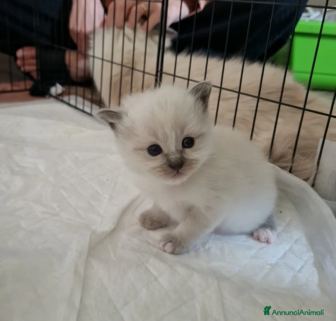 Sacro di Birmania gatti in vendita: Disponibili gattini Sacro di Birmania a Provincia di Brescia - Annuncio 2