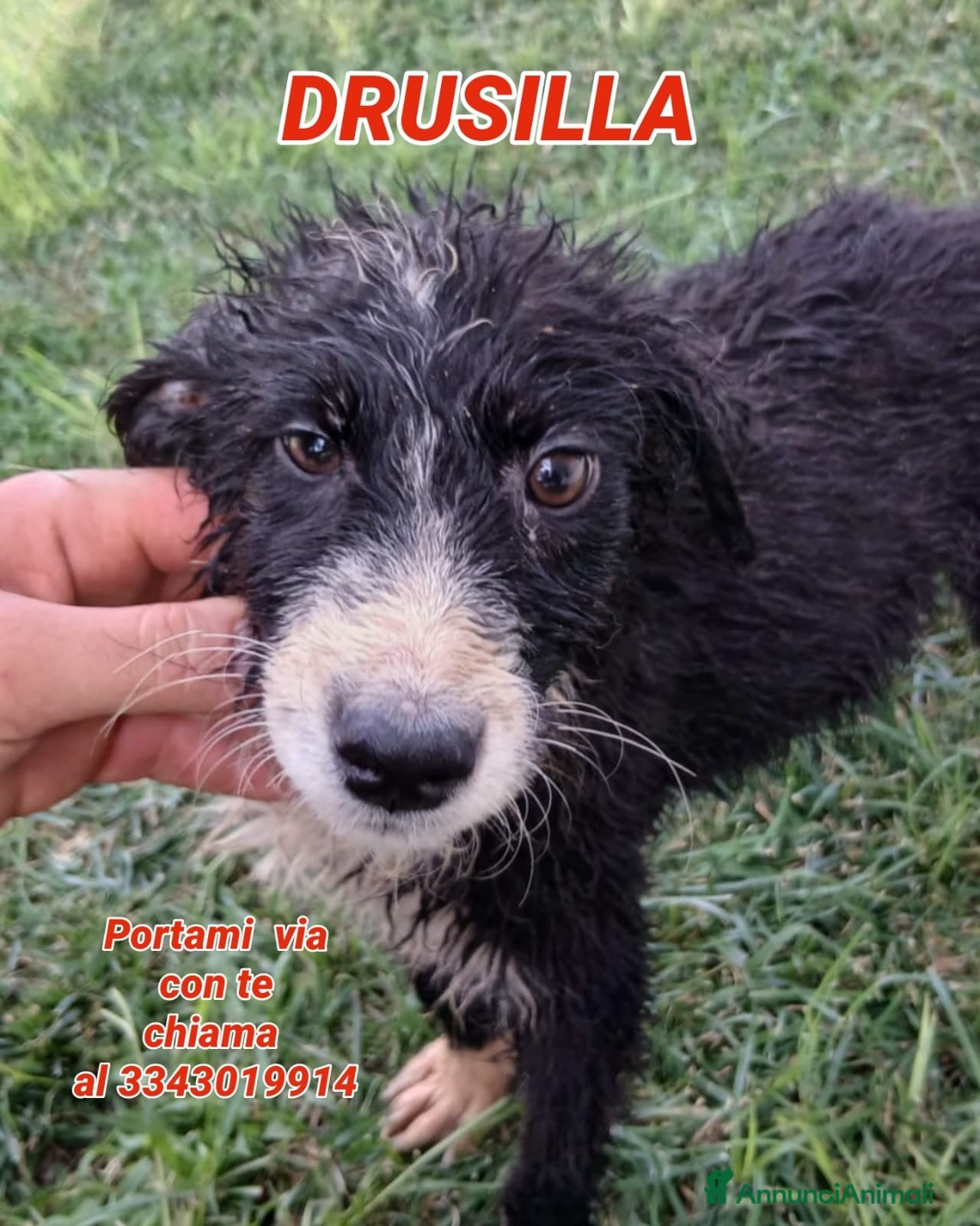 Meticcio cani DRUSILLA 🩷 IL FASCINO È SPETTINATO ⭐ - Annuncio 1
