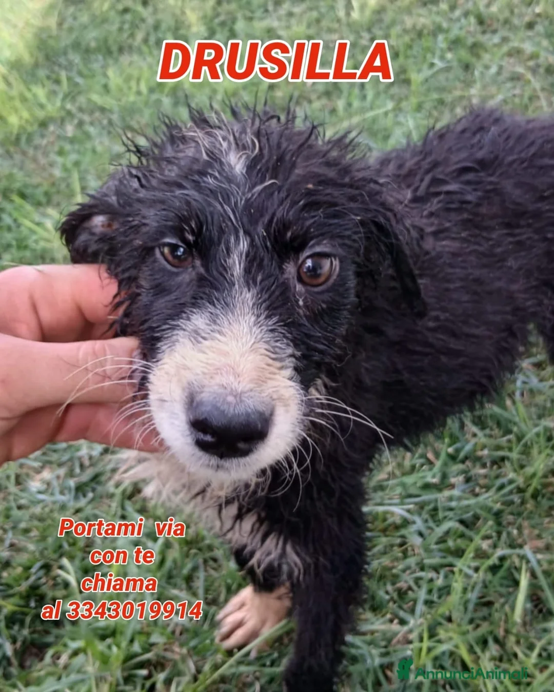 Meticcio cani in regalo: DRUSILLA 🩷 IL FASCINO È SPETTINATO ⭐ a Provincia di Vicenza - Annuncio 1