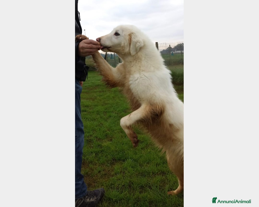 Meticcio cani in regalo: Melanie, derivata maremmana, cresciuta in canile a Latina - Annuncio 4