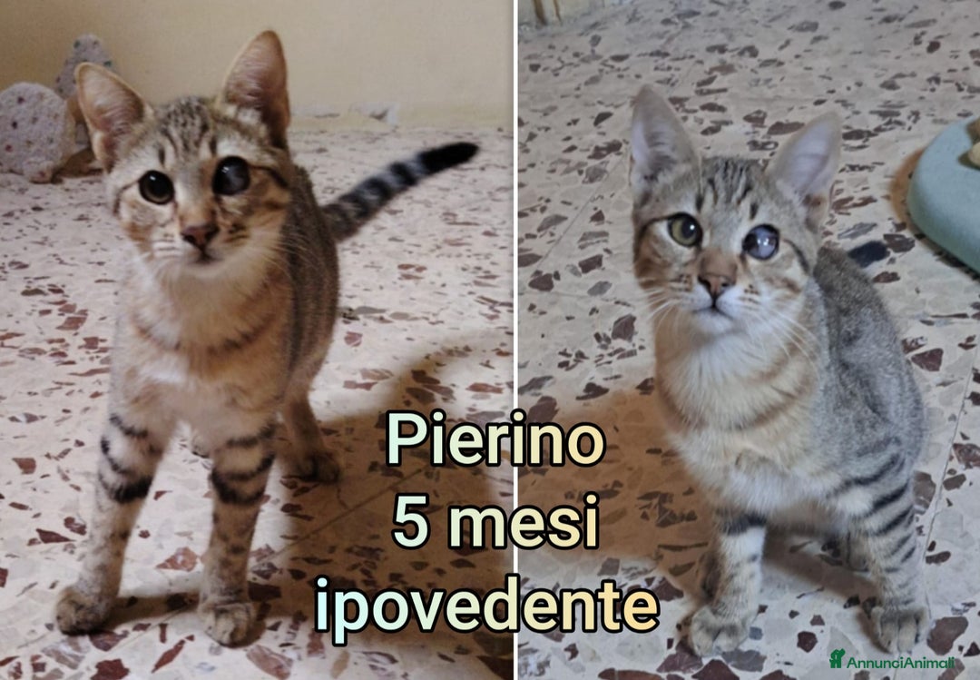 Altre razze gatti in regalo: GATTINI ESCLUSI DA TUTTI! - Annuncio 9