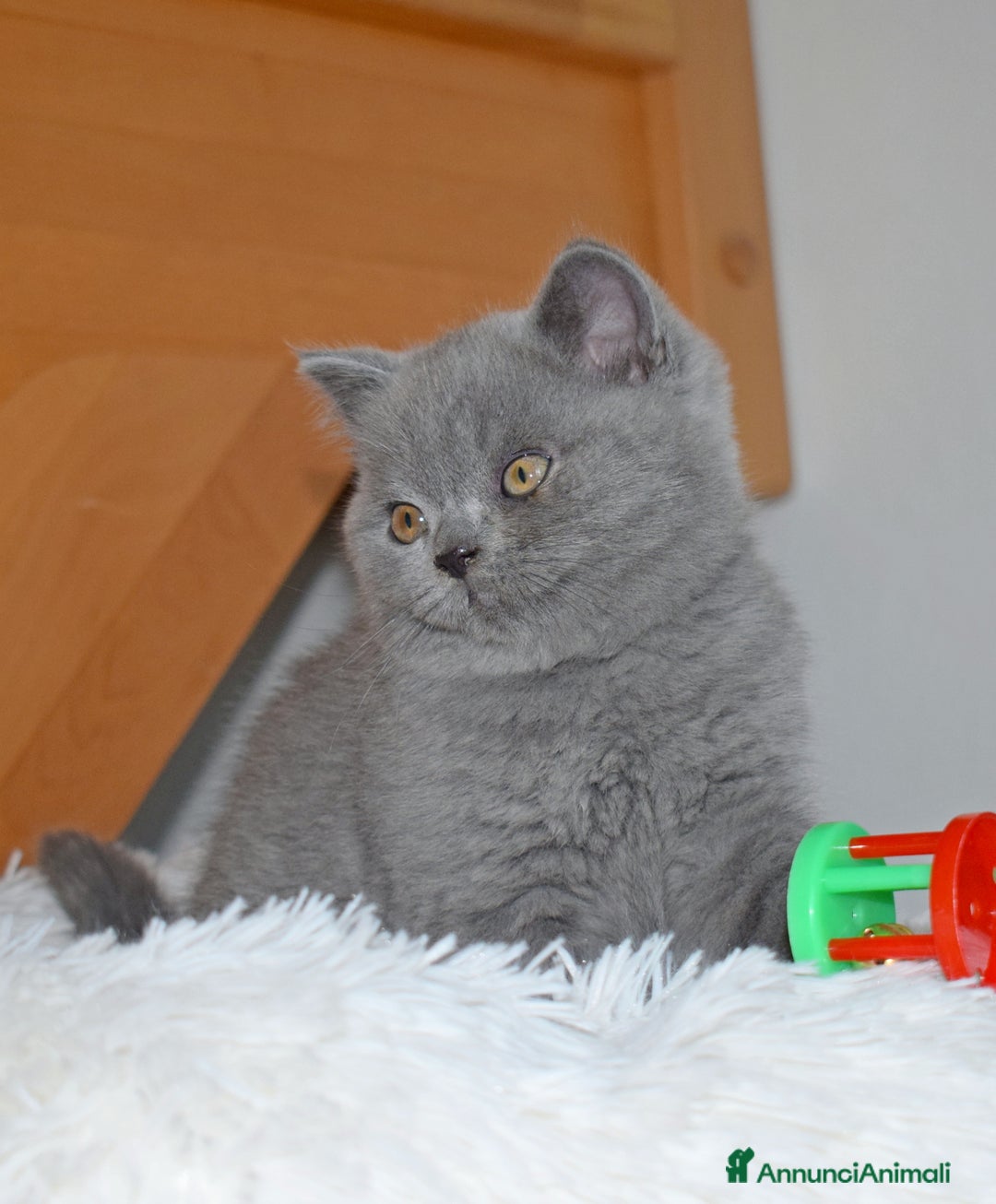 Scottish gatti in vendita: Scottish fold e straight - Annuncio 20