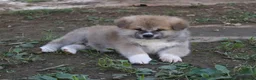 Akita Inu cani in vendita: CUCCIOLI DI AKITA DA ALLEVAMENTO ENCI - Annuncio 12