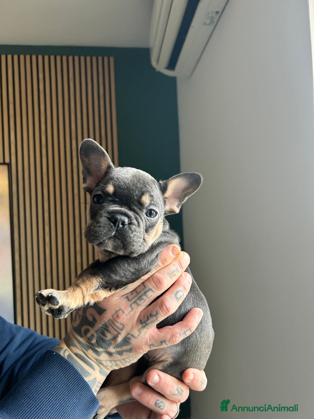 Bulldog Francese cani in vendita: Cuccioli di bulldog  - Annuncio 10