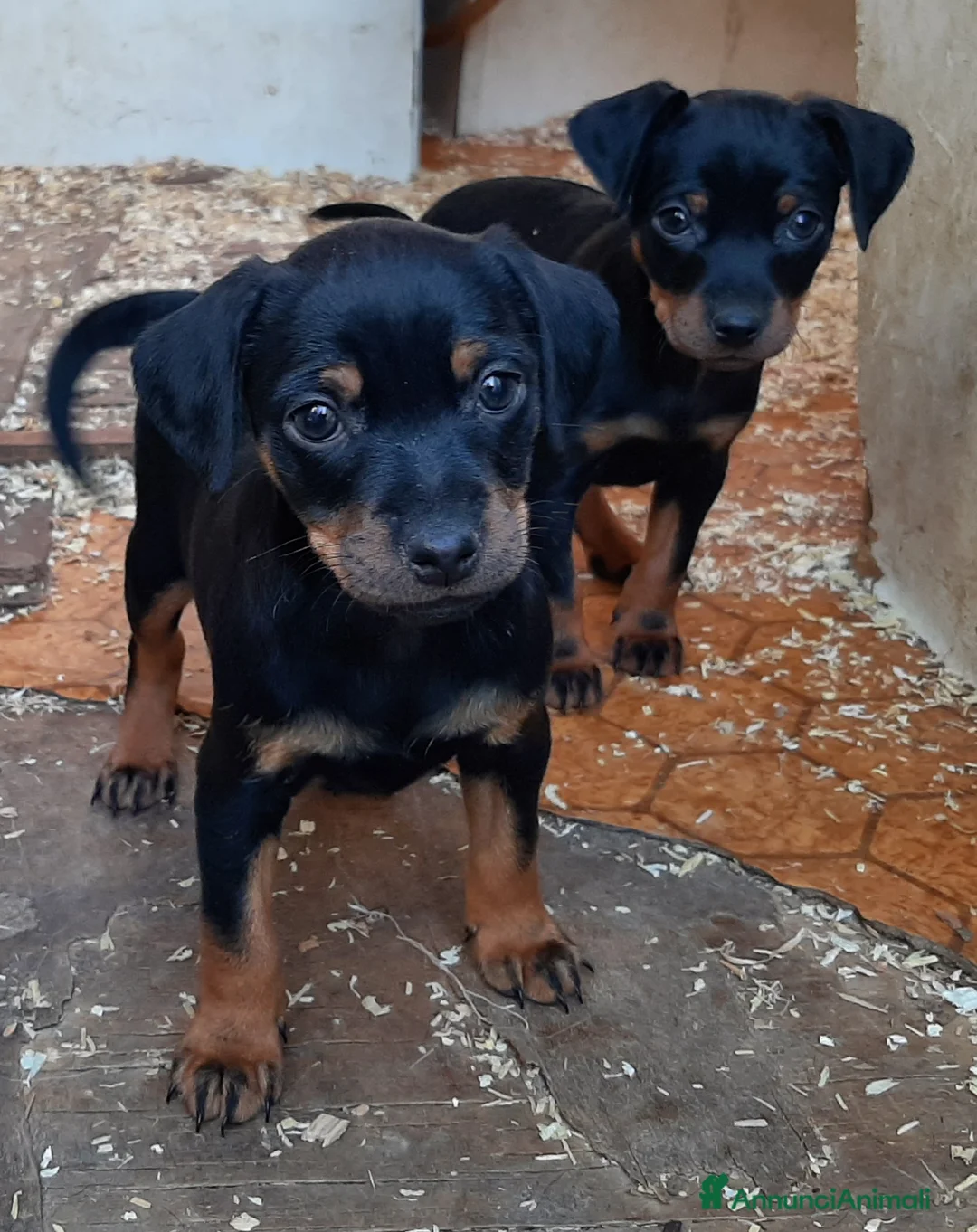 Pinscher Miniatura cani in vendita: Cucciole di Pincher, Pinscher  - Annuncio 1