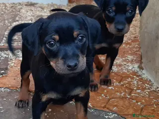 Pinscher Miniatura cani Cucciole di Pincher, Pinscher - Annuncio 4