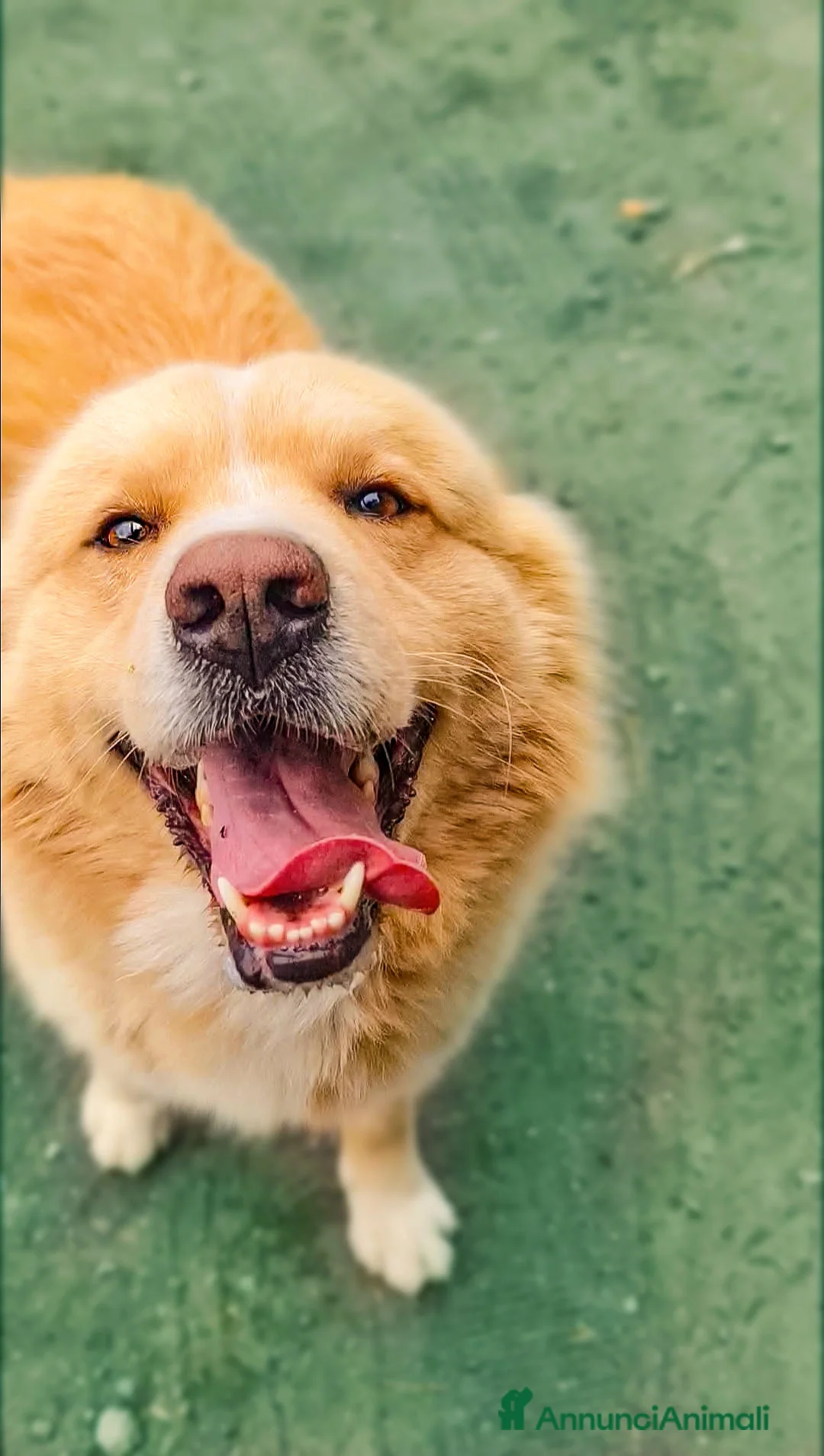 Golden Retriever cani in regalo: Birillo cagnone straordinario - Annuncio 1