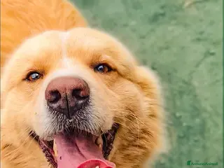 Golden Retriever cani Birillo cagnone straordinario - Annuncio 15