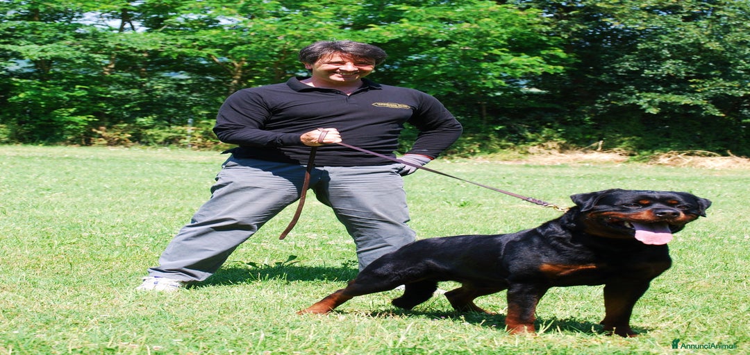 Immagine della galleria {{count}}