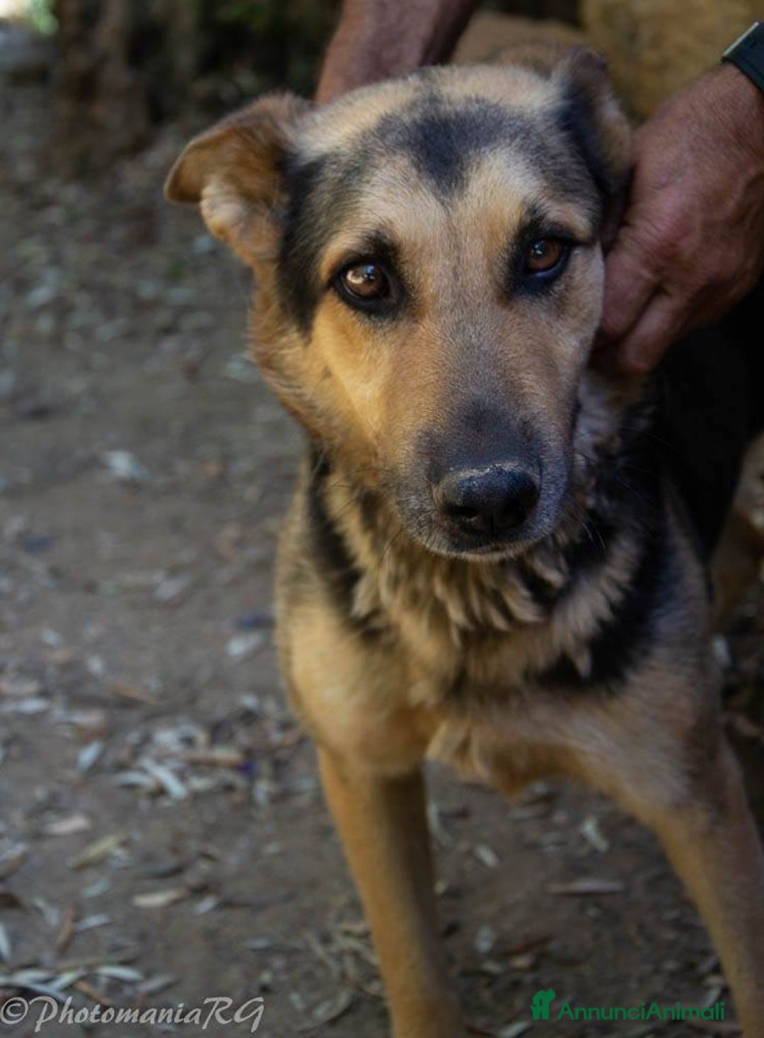 Meticcio cani in regalo: REX affettuoso simpatico nonnino 23 kg - Annuncio 6