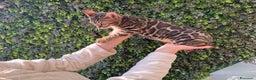 Bengala gatti in vendita: Gattina bengala brown spotted tabby  - Annuncio 20