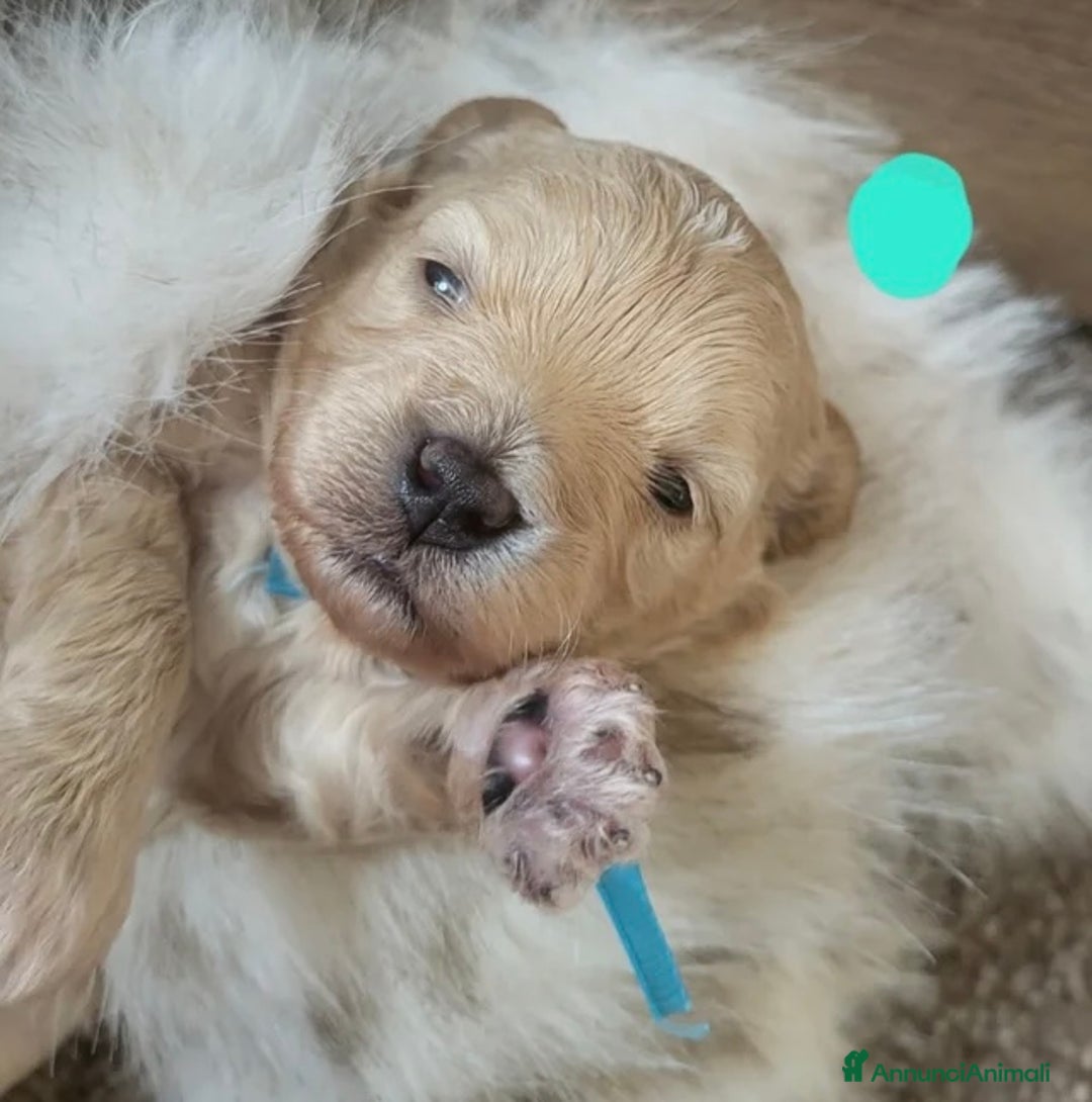 Meticcio cani in vendita: Cuccioli Toy Maltipoo - Annuncio 8