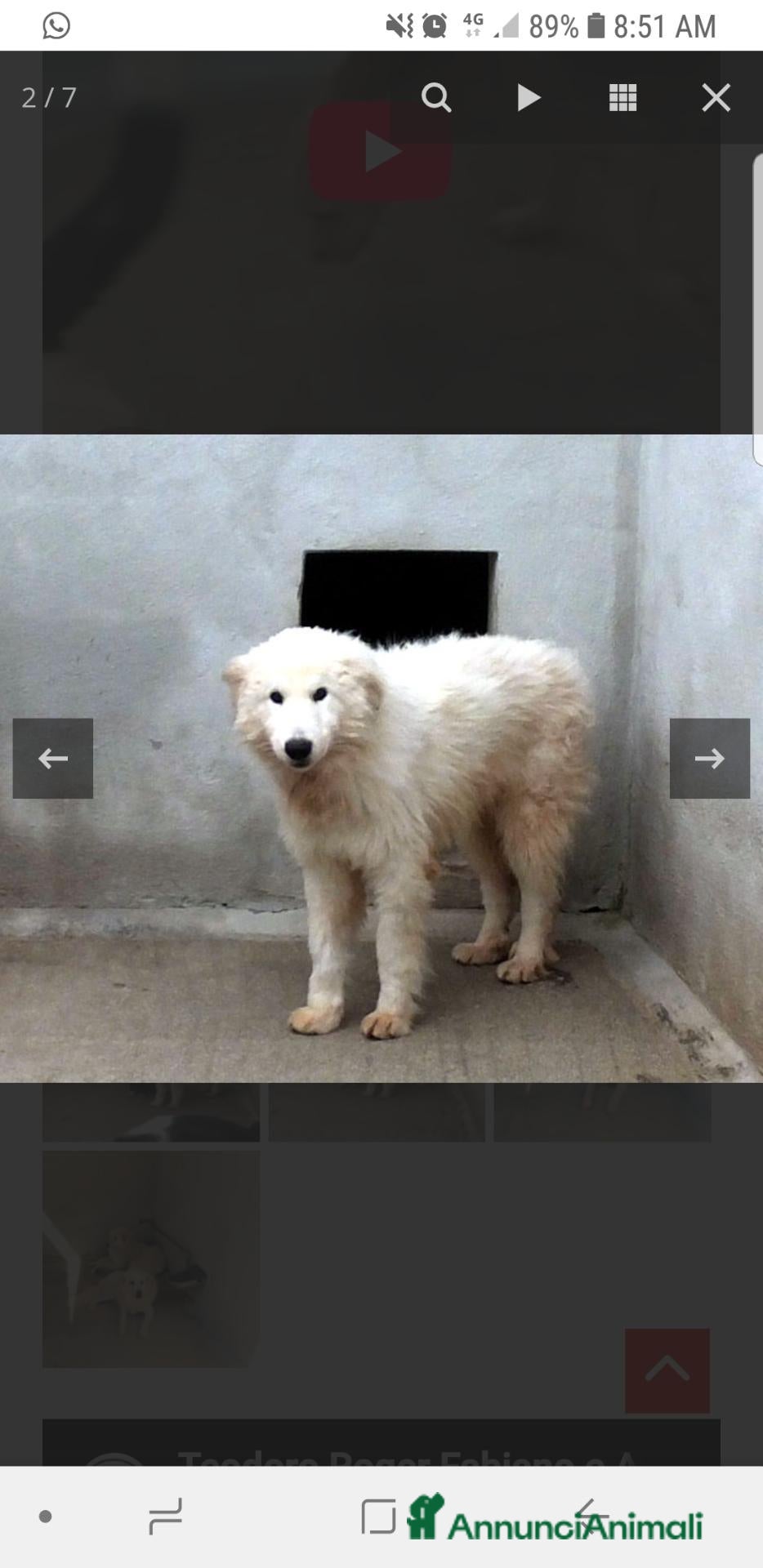 Meticcio cani FABIANO, 3 ANNI, maremmano  - Annuncio 32