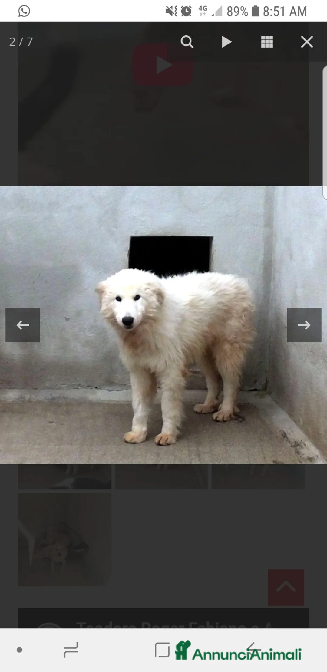 Meticcio cani in regalo: FABIANO, 3 ANNI, maremmano  - Annuncio 1